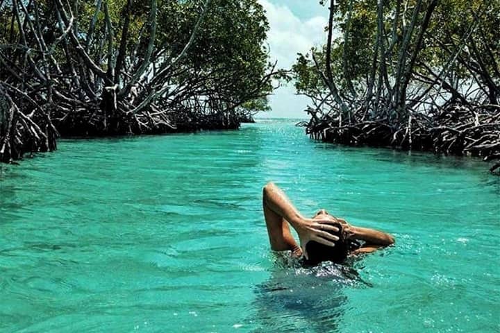 Swimming in a mangrove channel
